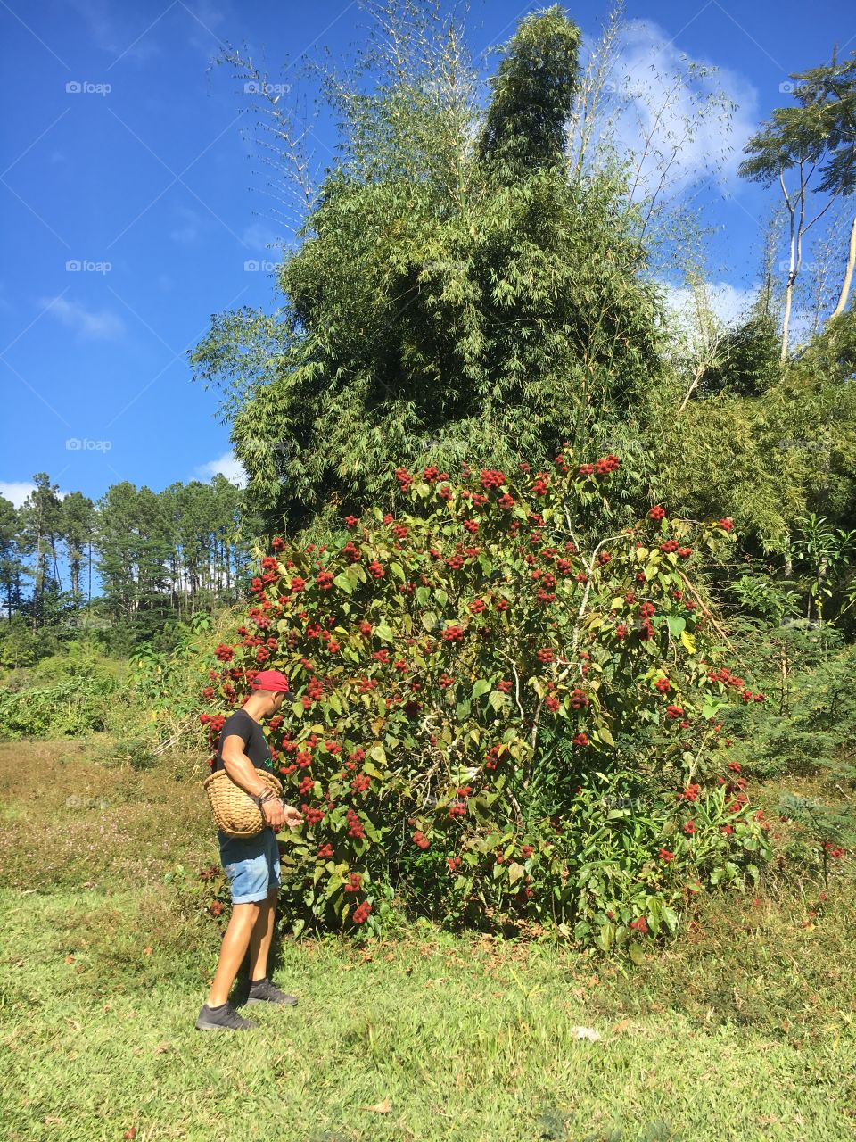 Getting a tour of a traditional coffee farm in the mountains outside of Trinidad, Cuba. This plant is used as natural lip color by women in Cuba (and yes, it will stain your fingertips!)