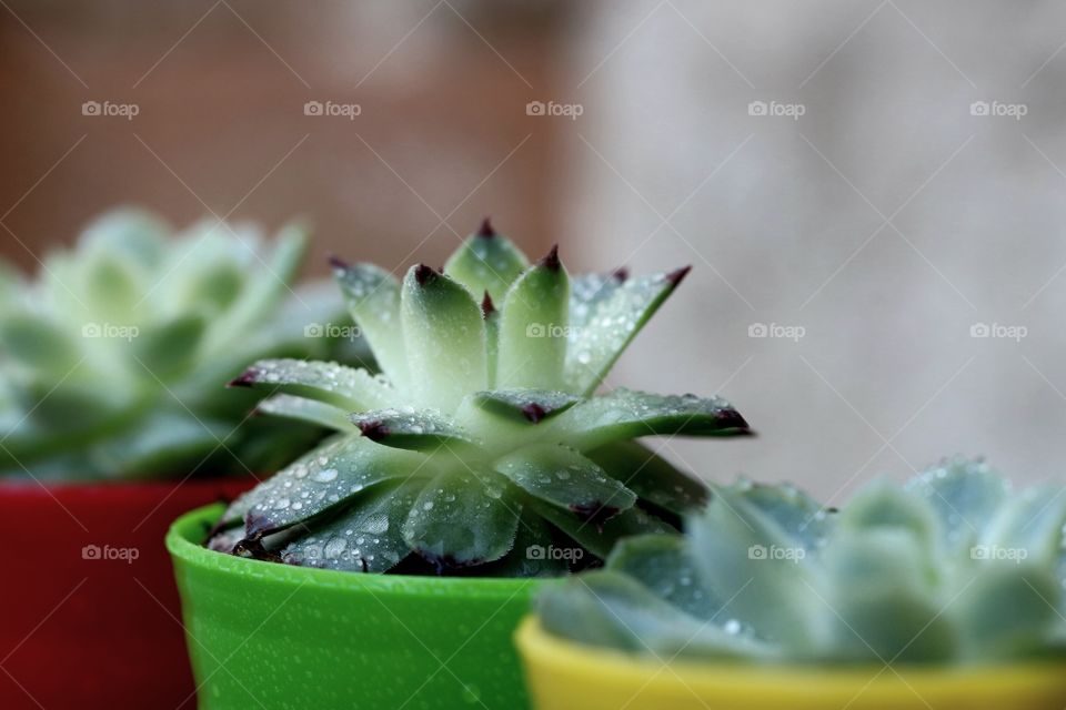 Cactus in colorful pots
