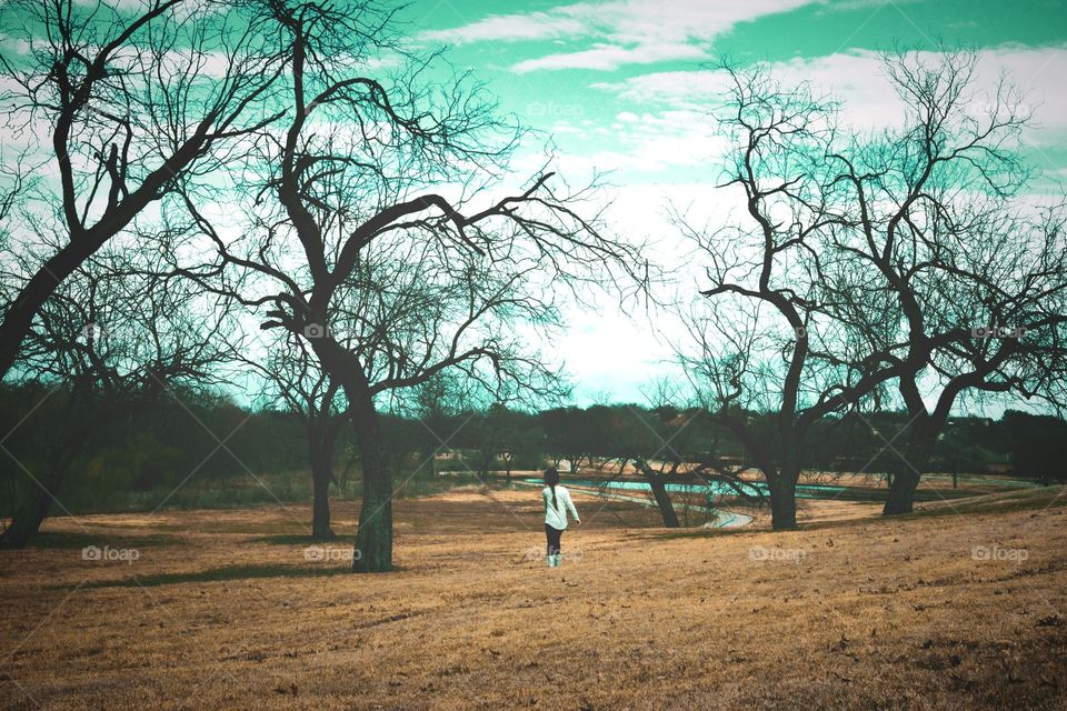 Tree, Landscape, Wood, Park, No Person