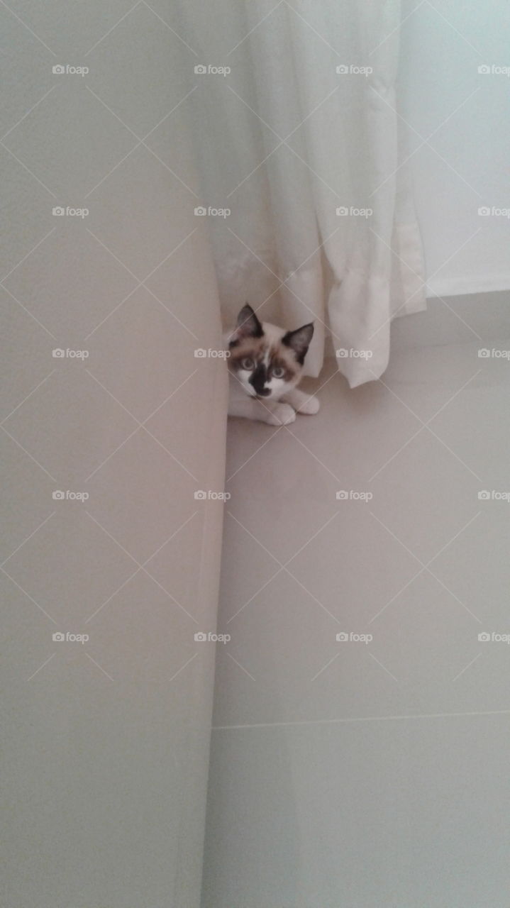 Small white and brown kitty hiding