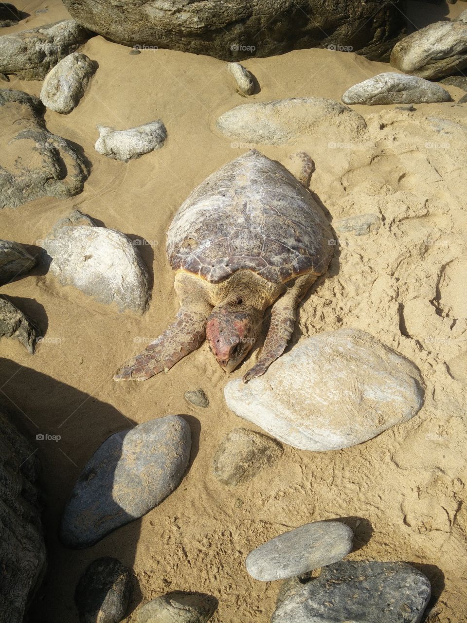 The dead green sea turtle from global pollution lies on the shore among the stones.  Environmental pollution.