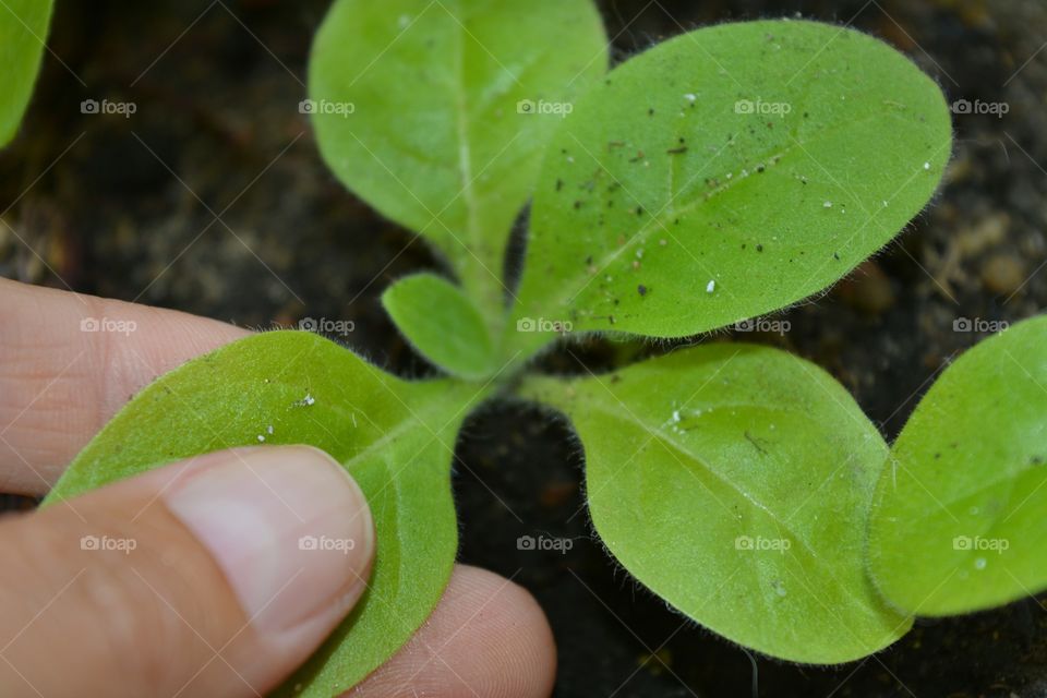 green sprout garden