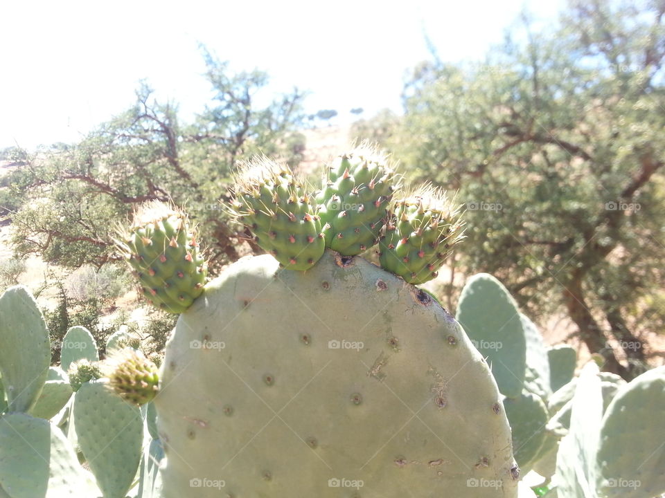 cactus fruit