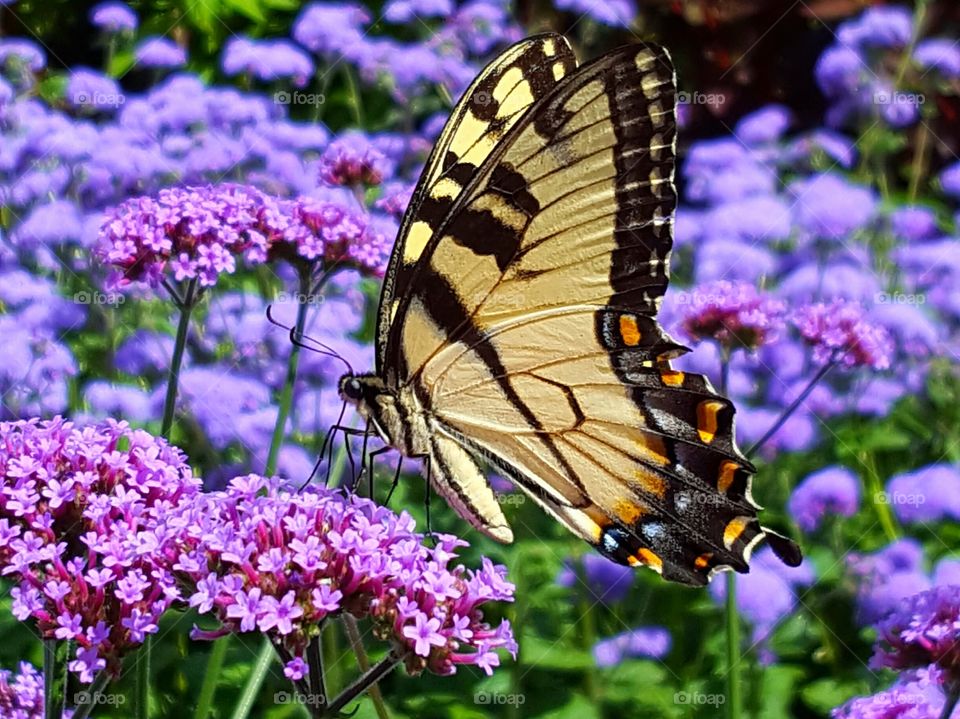 monarch butterfly