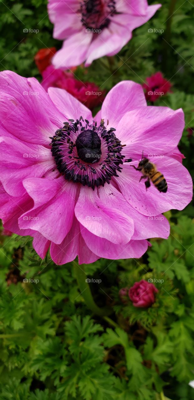 pink flower with bees