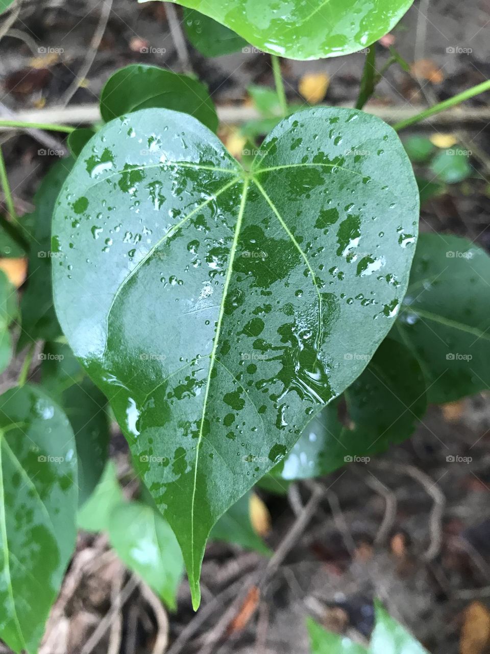 Wet leaf in rainforest