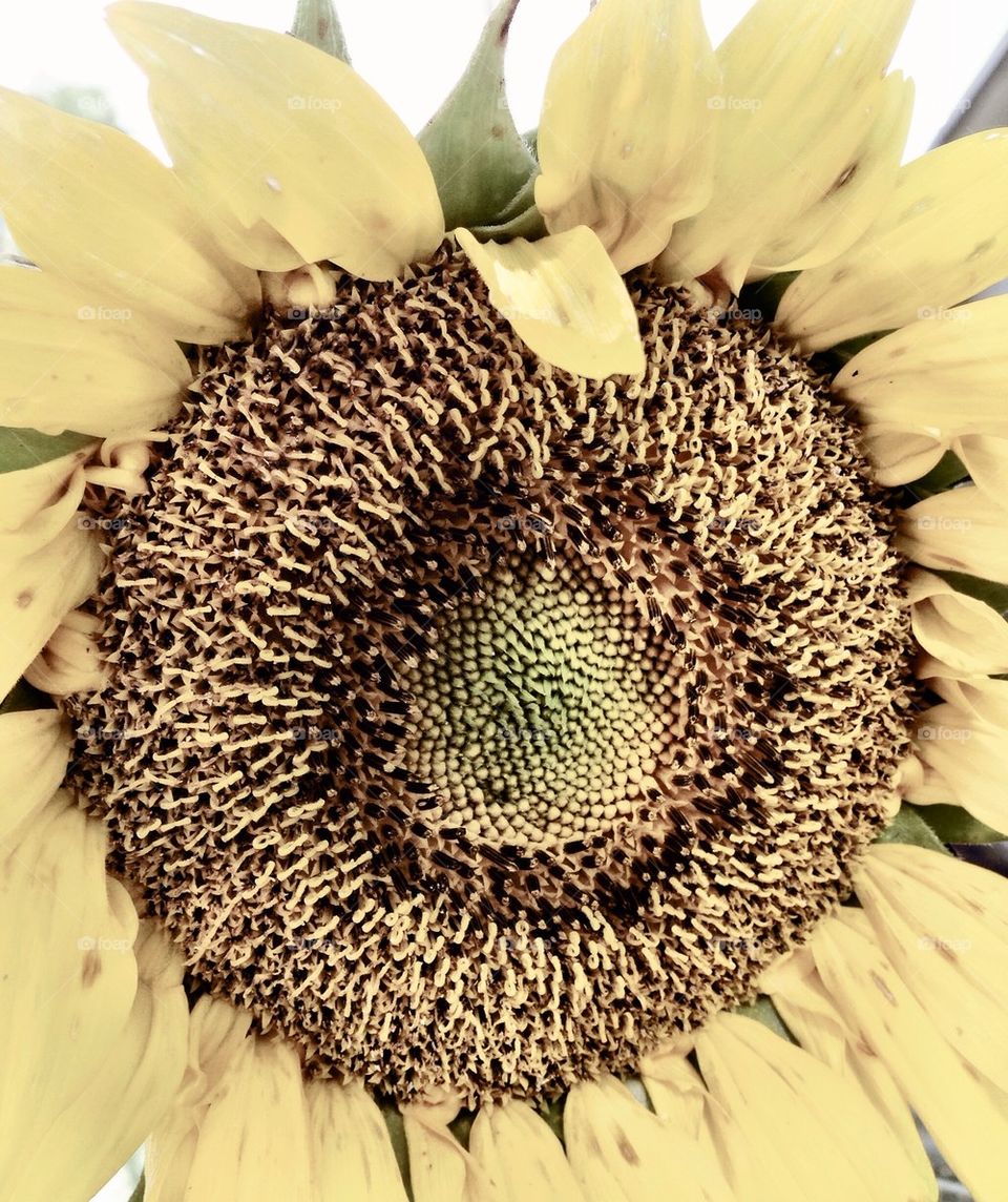 Sunflower