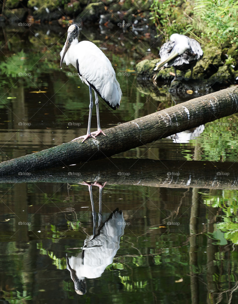 Water bird reflection