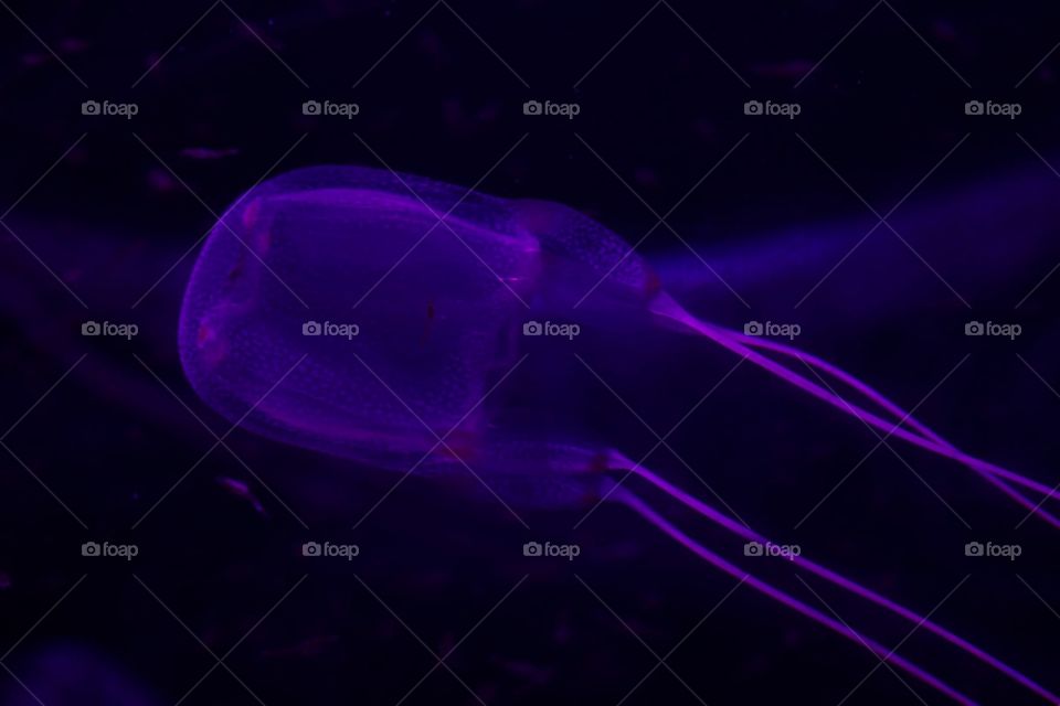 Africa - Jellyfish