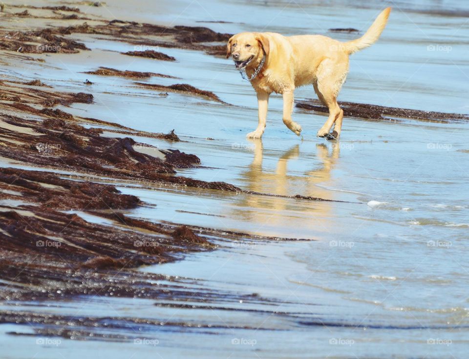 as man's best friend enjoys running on the beach feeling the wet saying between its toes