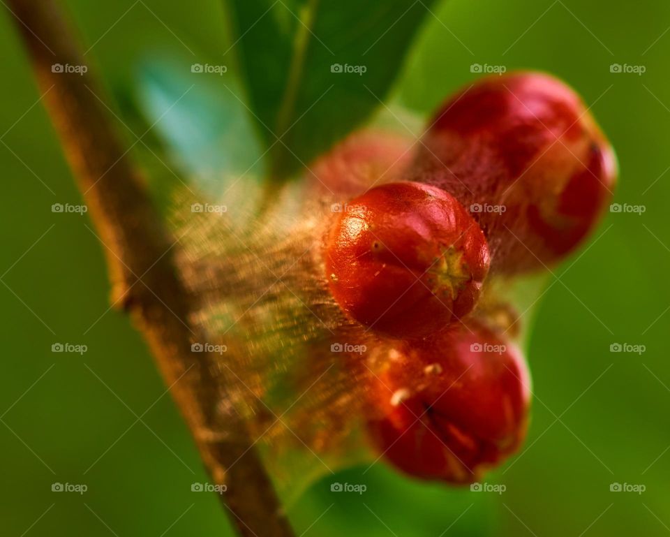 Fruit - Pomegranate- budding - Sunshine 