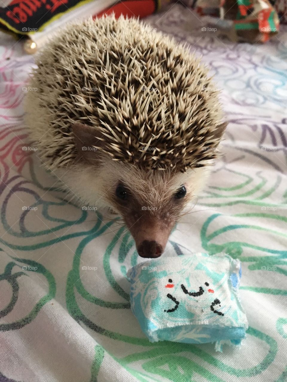 Schuyler the Hedgehog
