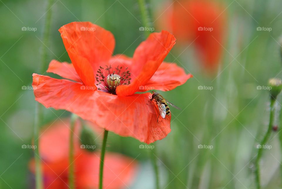 Bee on poppy flower
