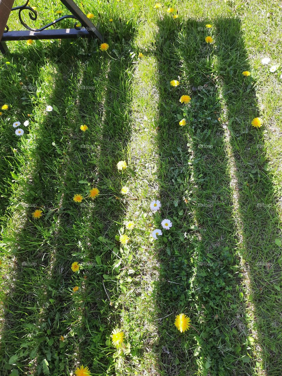 spring meadow in sun and shade