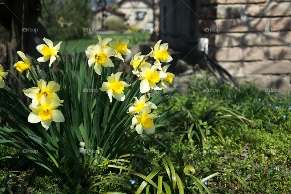 Yellow narcisus with a little wasp