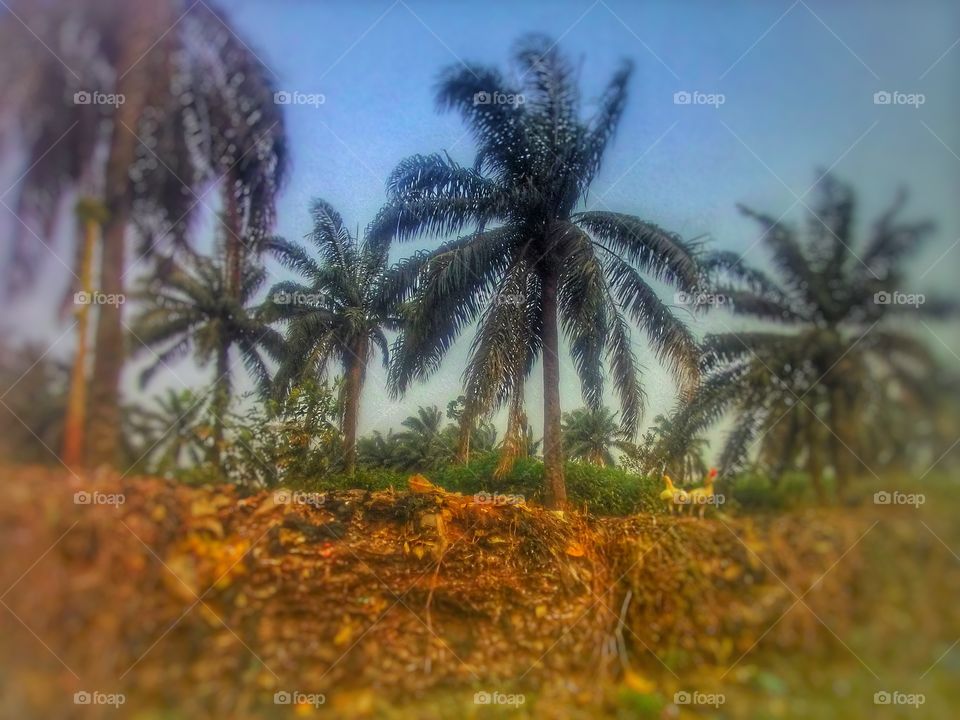iroko trees in Nigeria