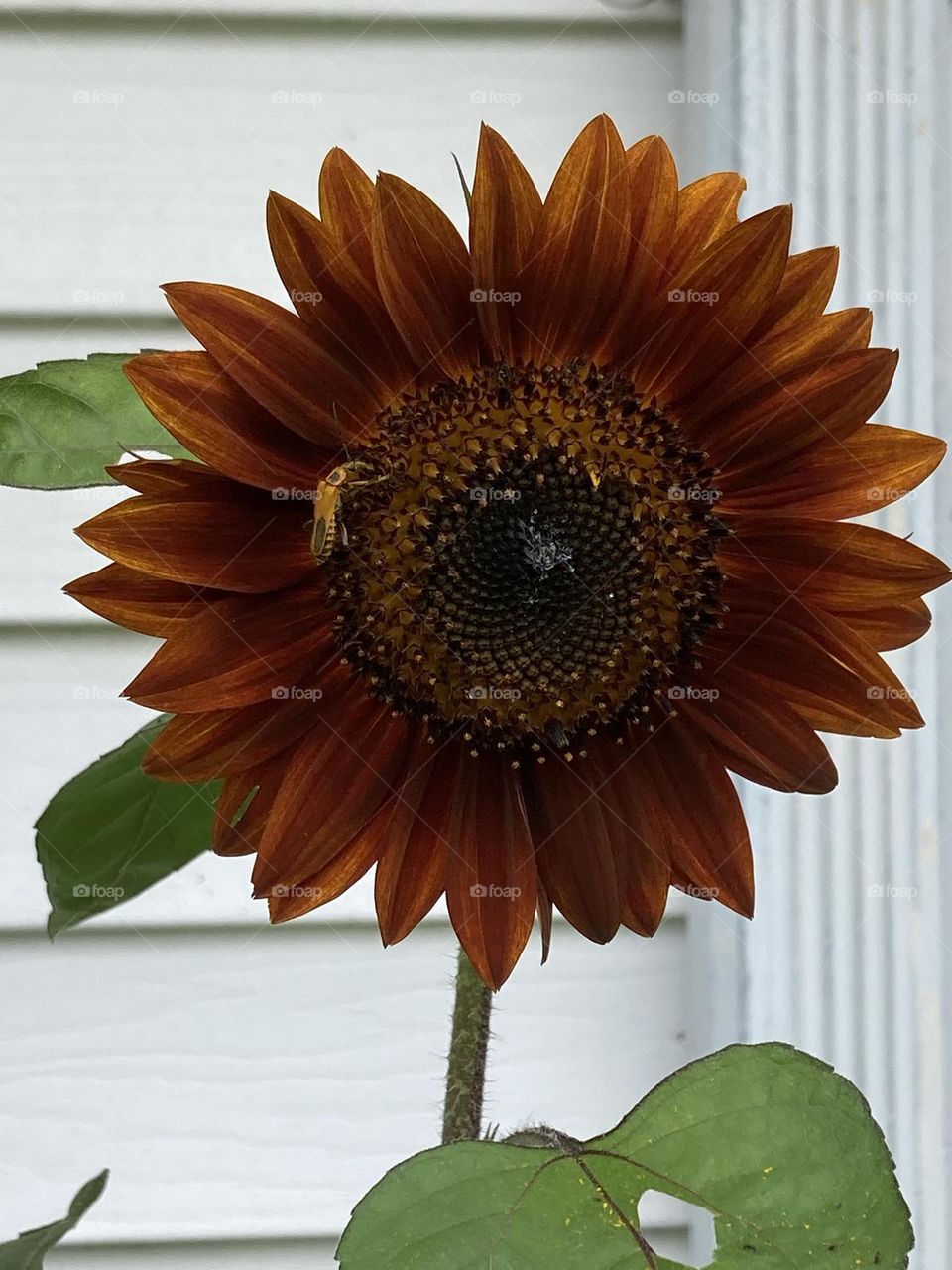 Red Sunflower finally bloomed 