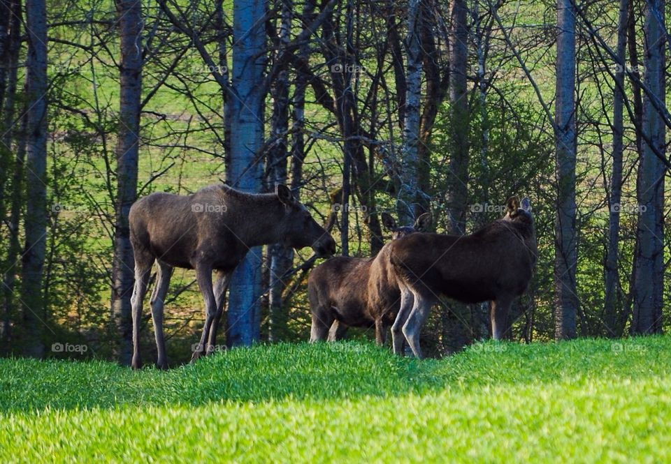 Moose family