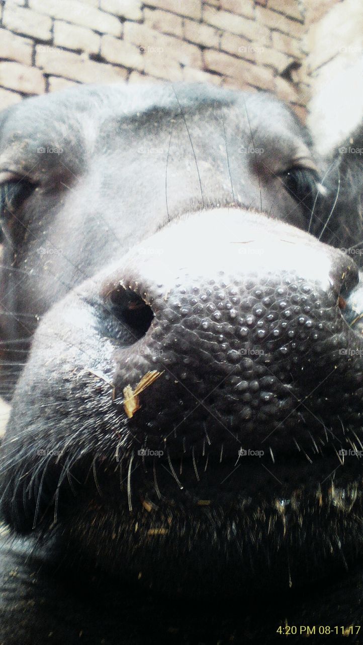 A very cute and close view of face of little female calf nearly focused and detailed