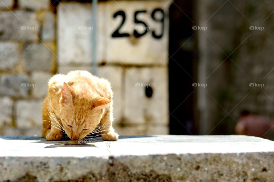 a ginger cat in Kotor