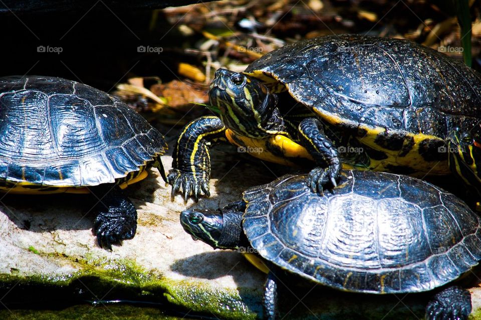 Turtles