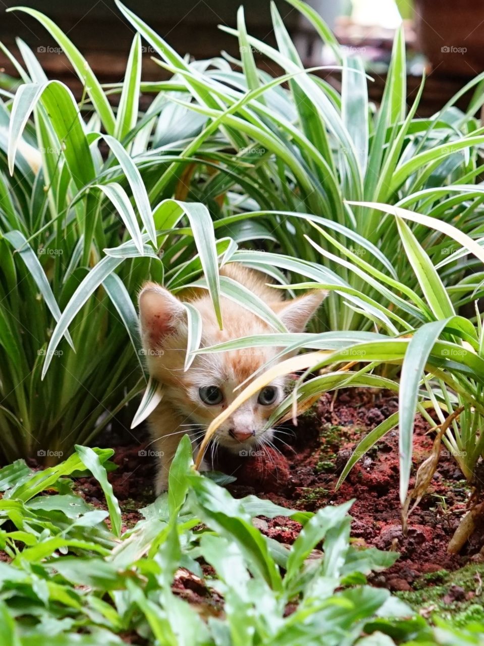 kitten playing hide and seek