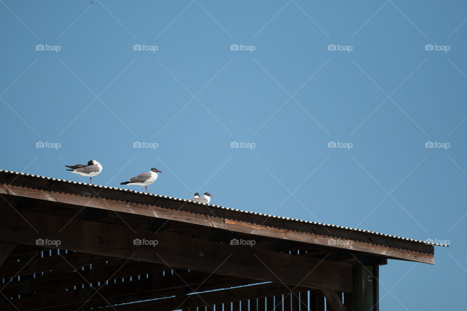 No Person, Sky, Architecture, Bird, Outdoors