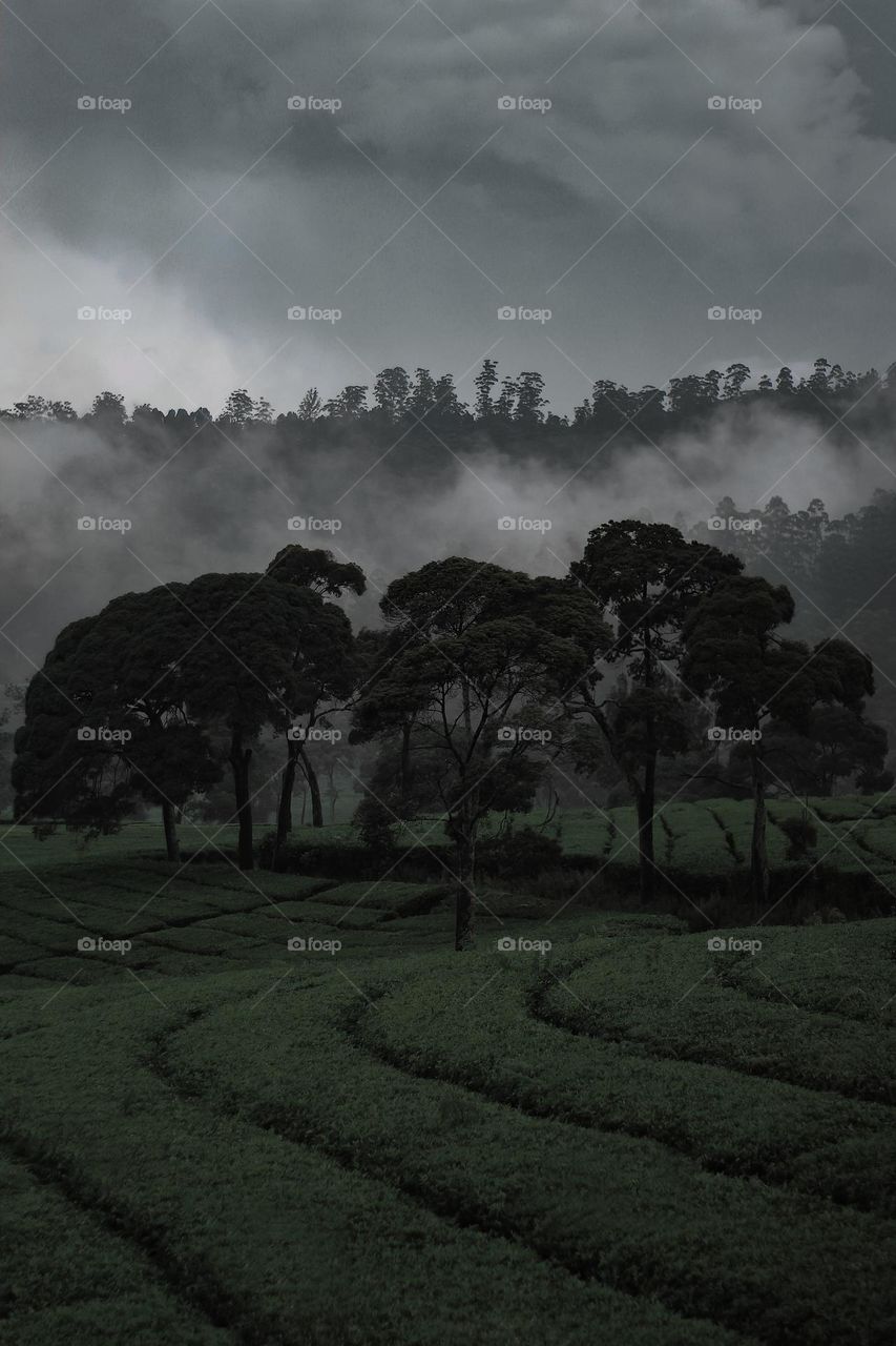 the trees arranged in the tea garden in the after-rain atmosphere with the mist on the trees above