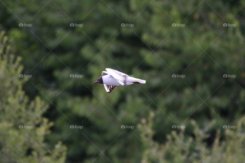 A white bird flying in the sky with some trees in the background.