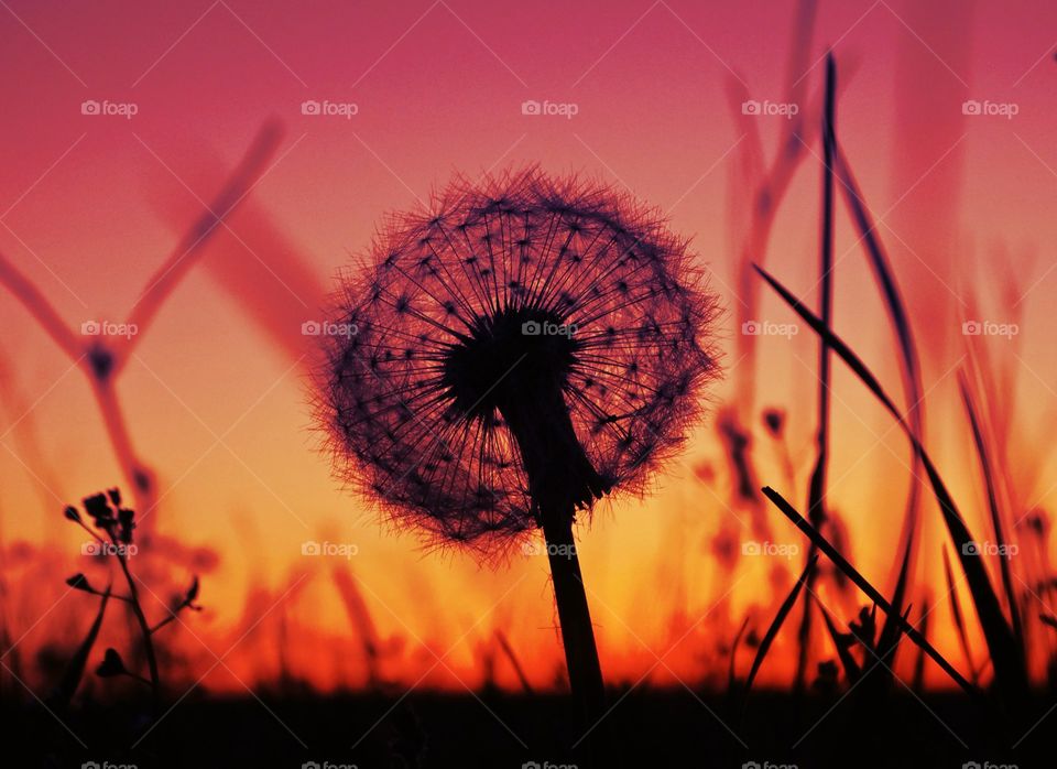 Sunset dandelions