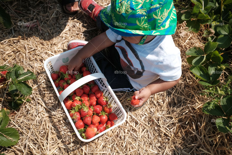 Strawberry picking. A toddler strawberry picking
