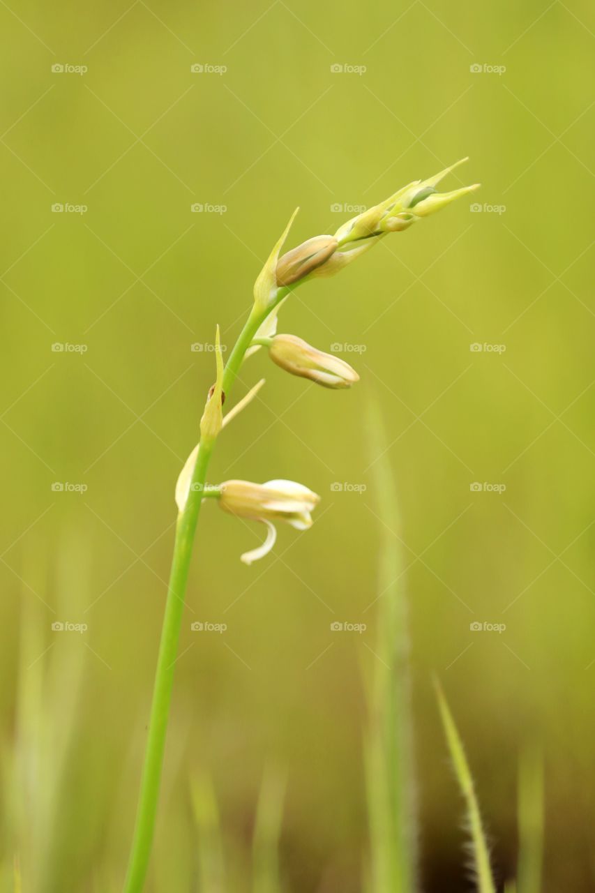 white flower Indian grass flower.