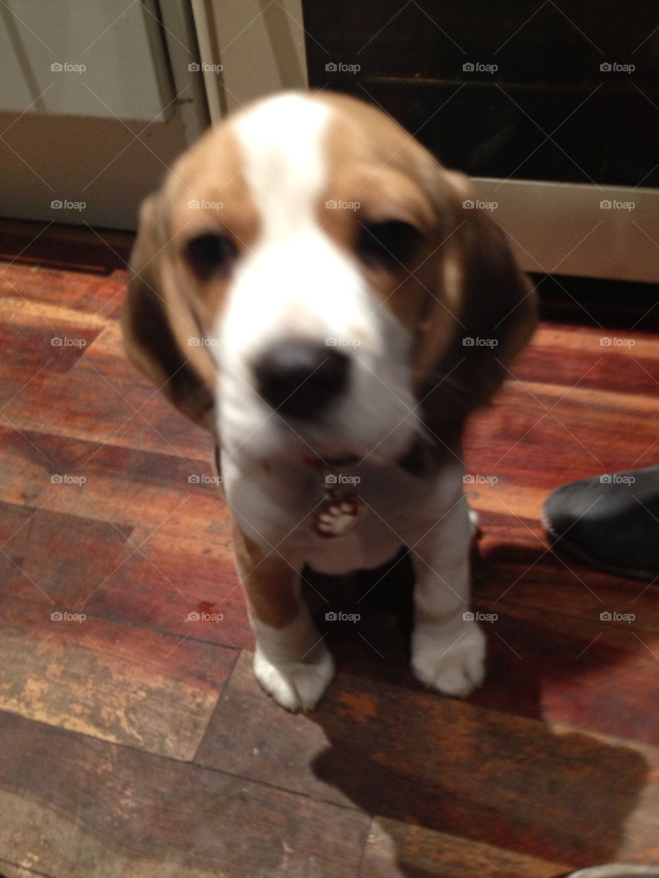 Beagle