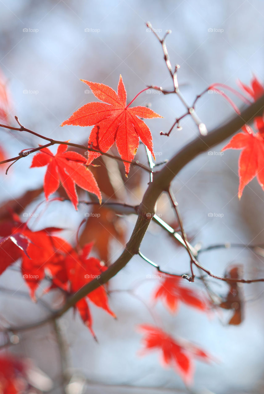 Japanese Maple Tree with Red Leaves in Autumn 