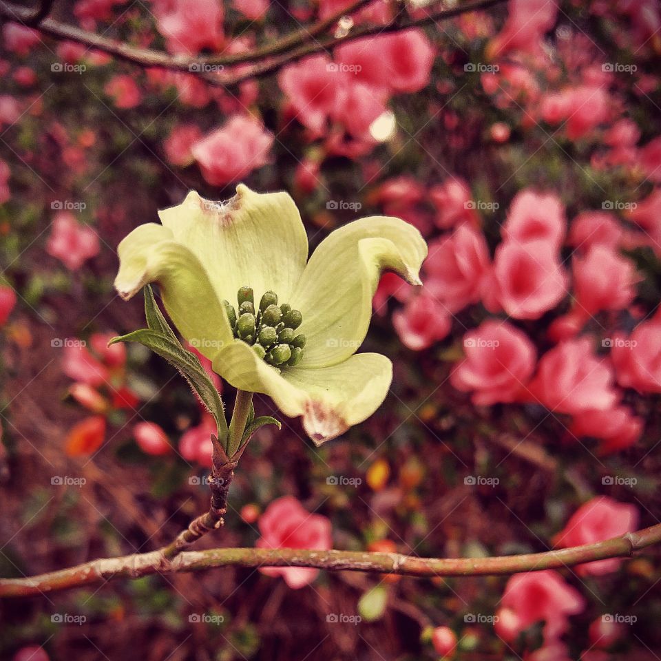 a blossom in spring