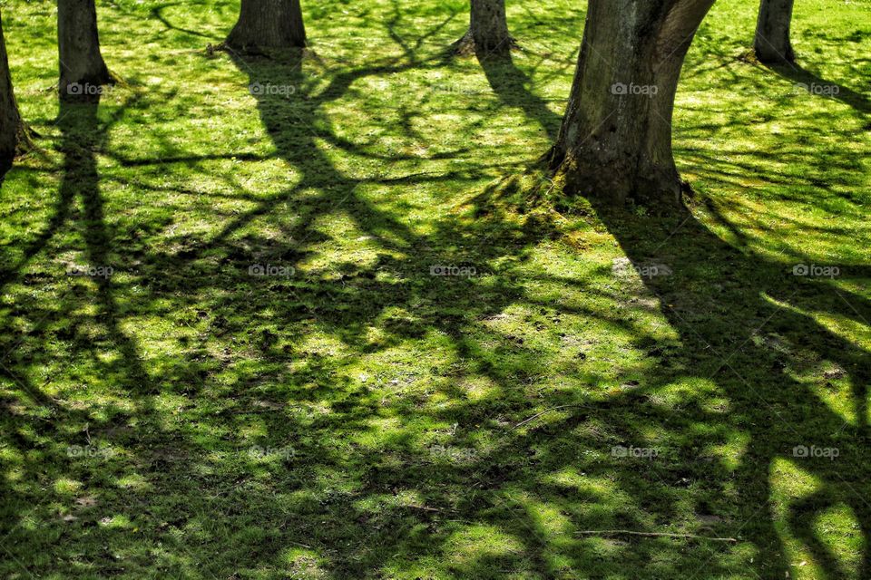View from above of a green meadow in the shade of tall trees