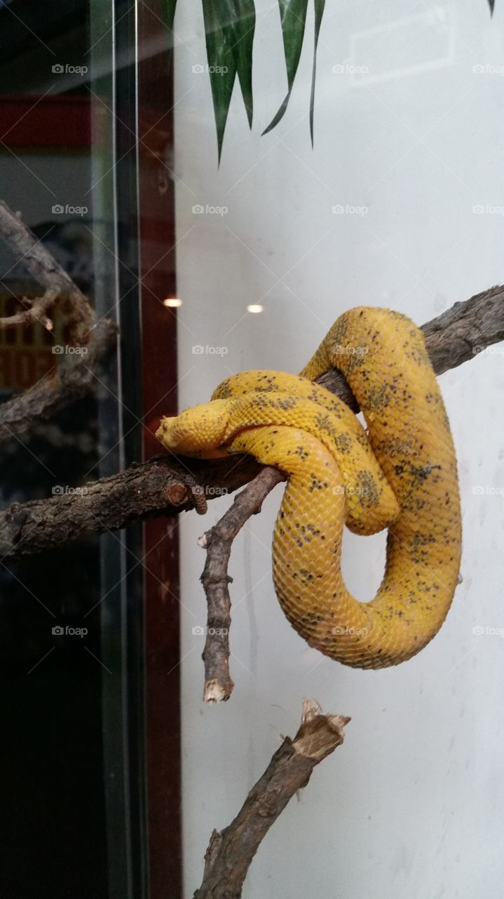 Slithering. A yellow snake hanging on a branch at the zoo.