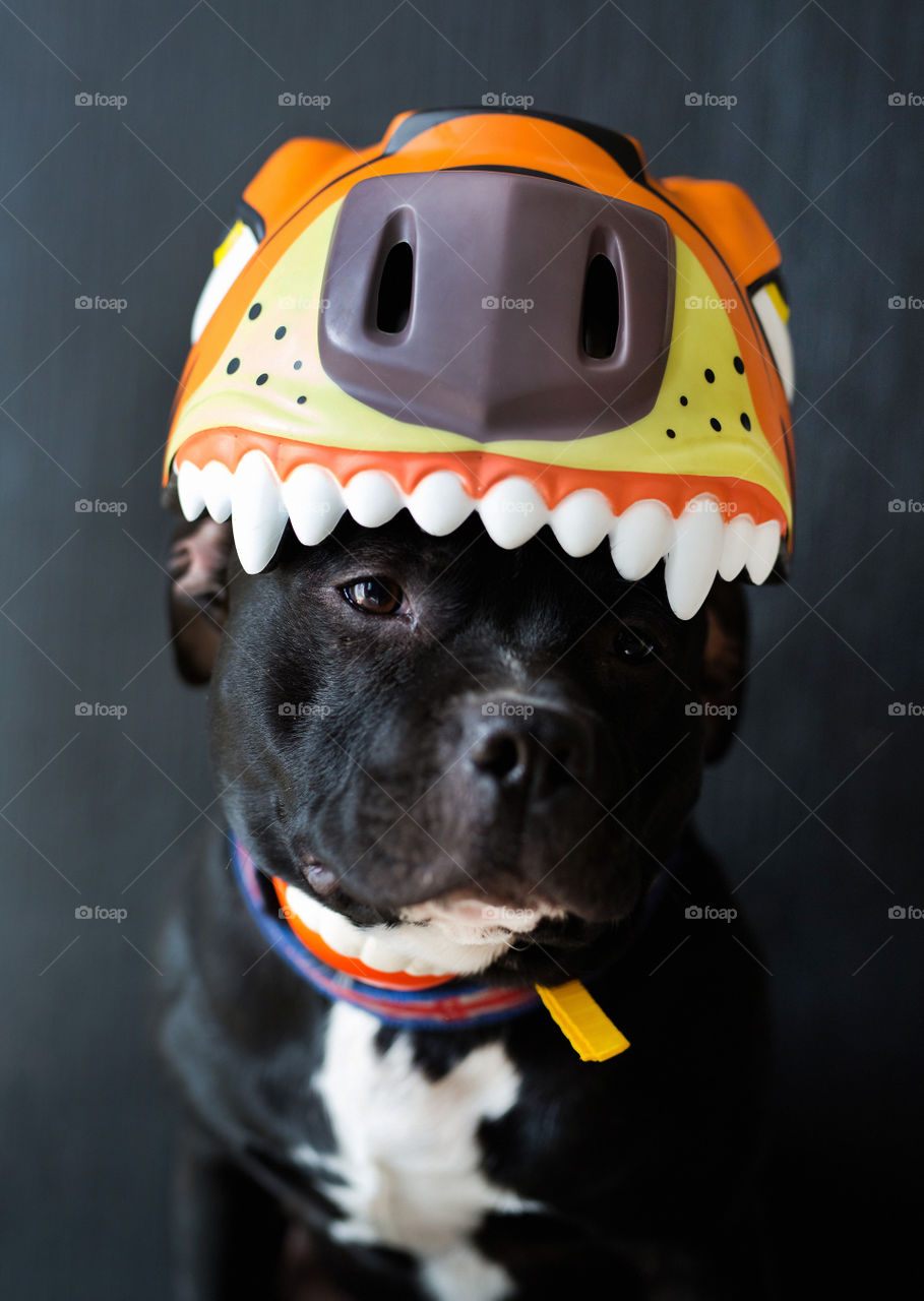 Cute dog in the funny hat