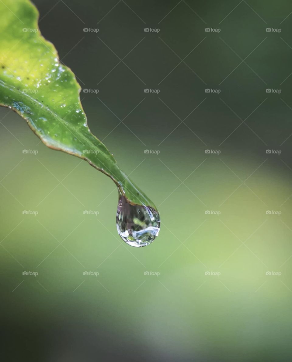 Water drop