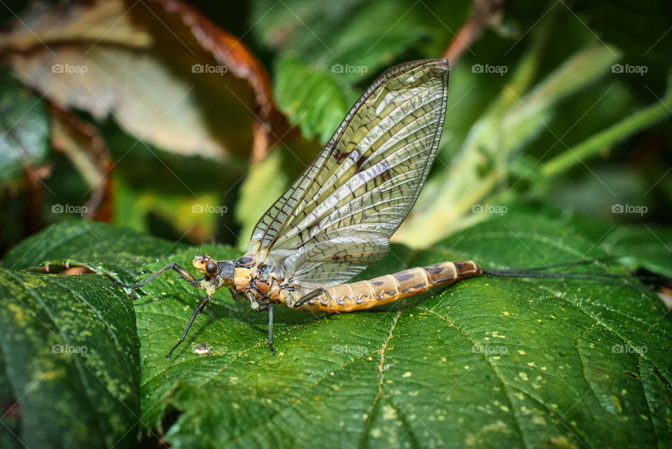 Mayfly