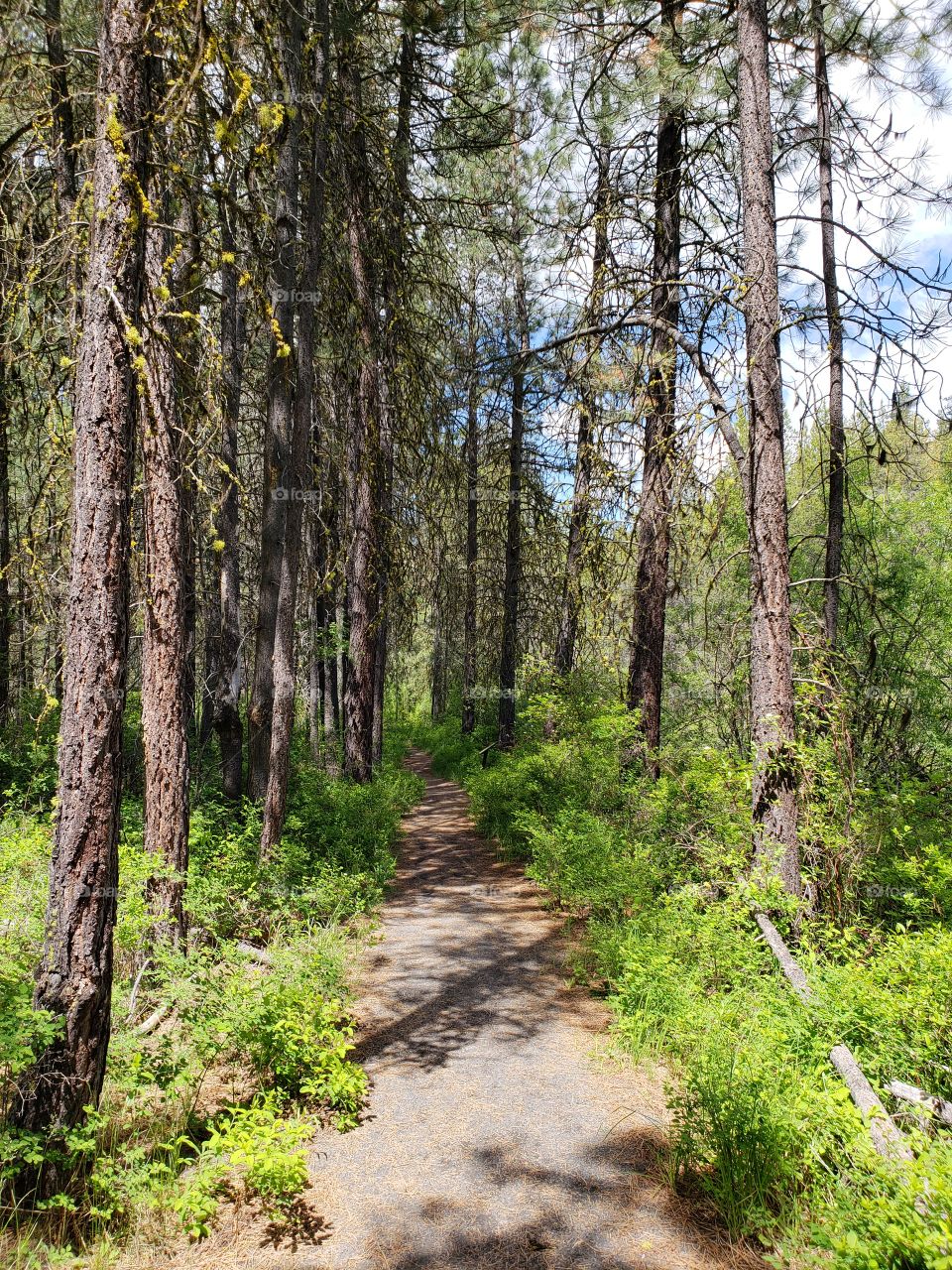 A dirt path leads through the lush green forest floor and towering pine trees in the Deschutes National Forest in Central Oregon on a sunny summer day.