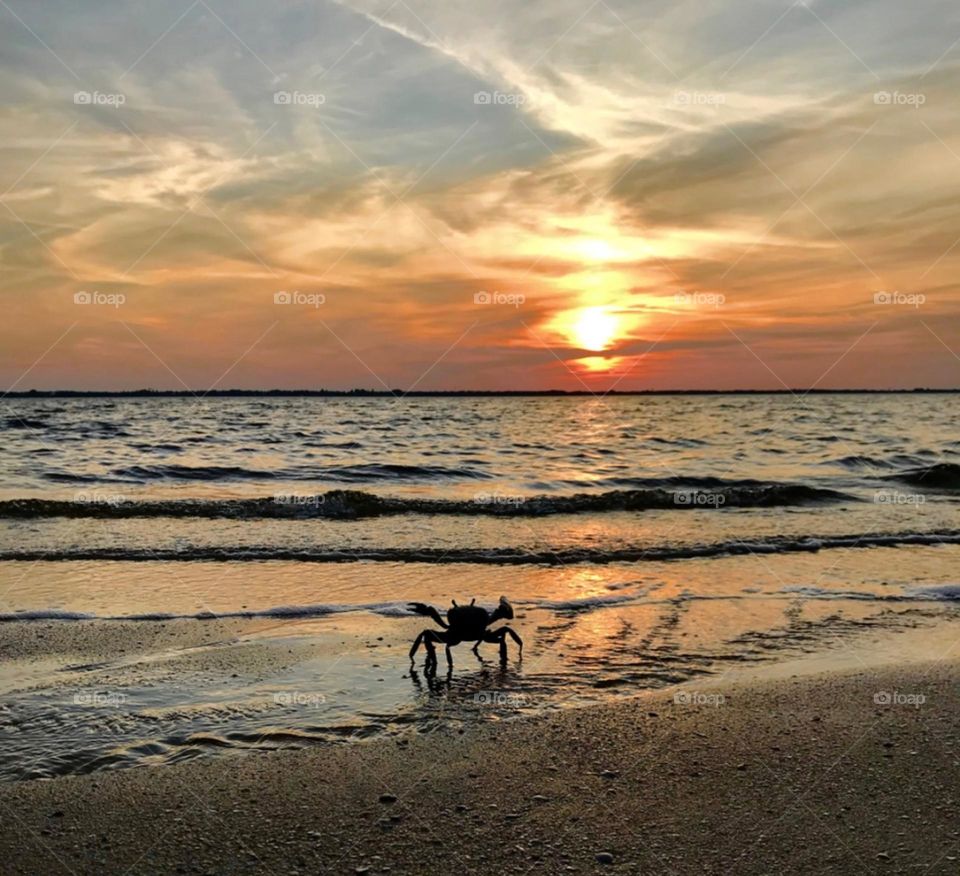 A silhouette of a crab salutes the sunset on the shore