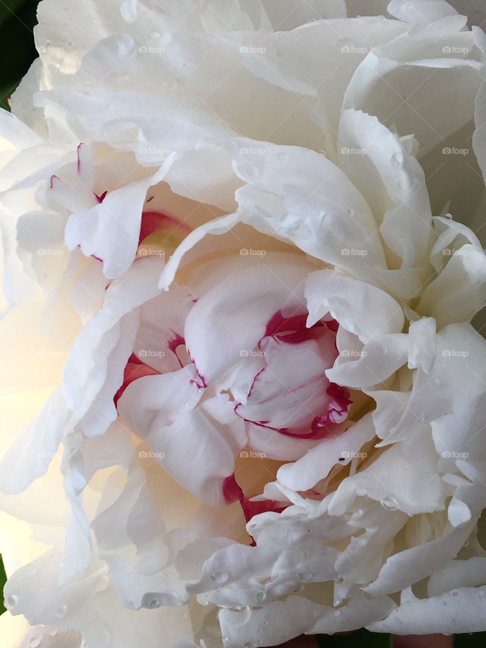 Peony in full bloom.