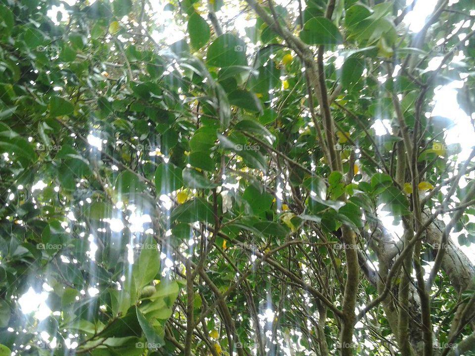 sunlight through the leaves