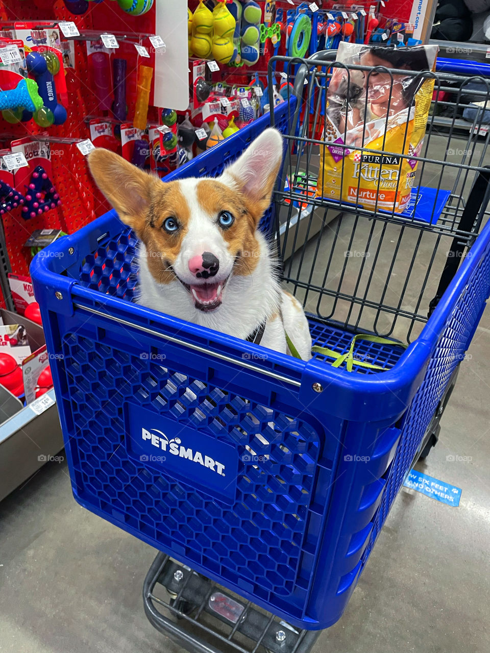 Corgi riding in shopping cart Petsmart fun good times blue eyes big ears happy dog smiling 