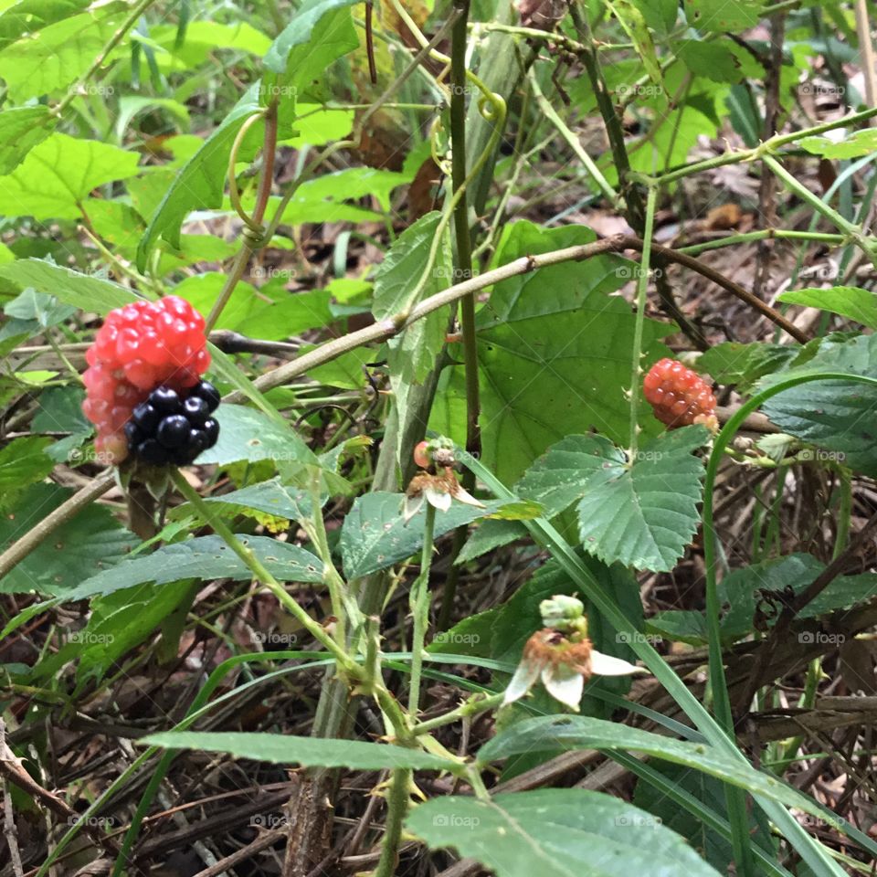 The transition from red to blackberry begins in the South Georgia woods. 