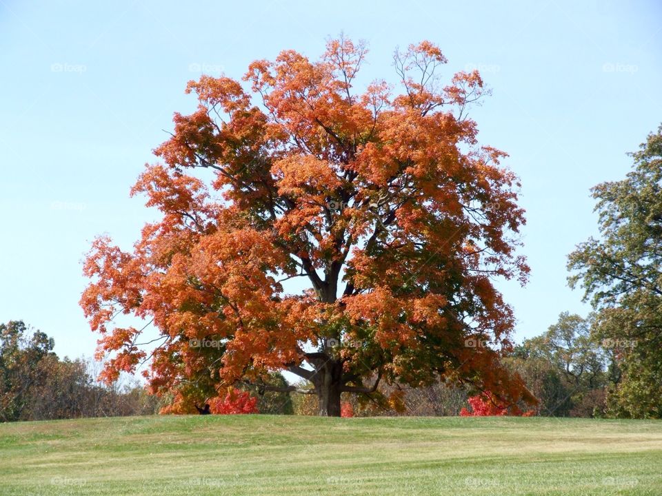 Tree in Autumn