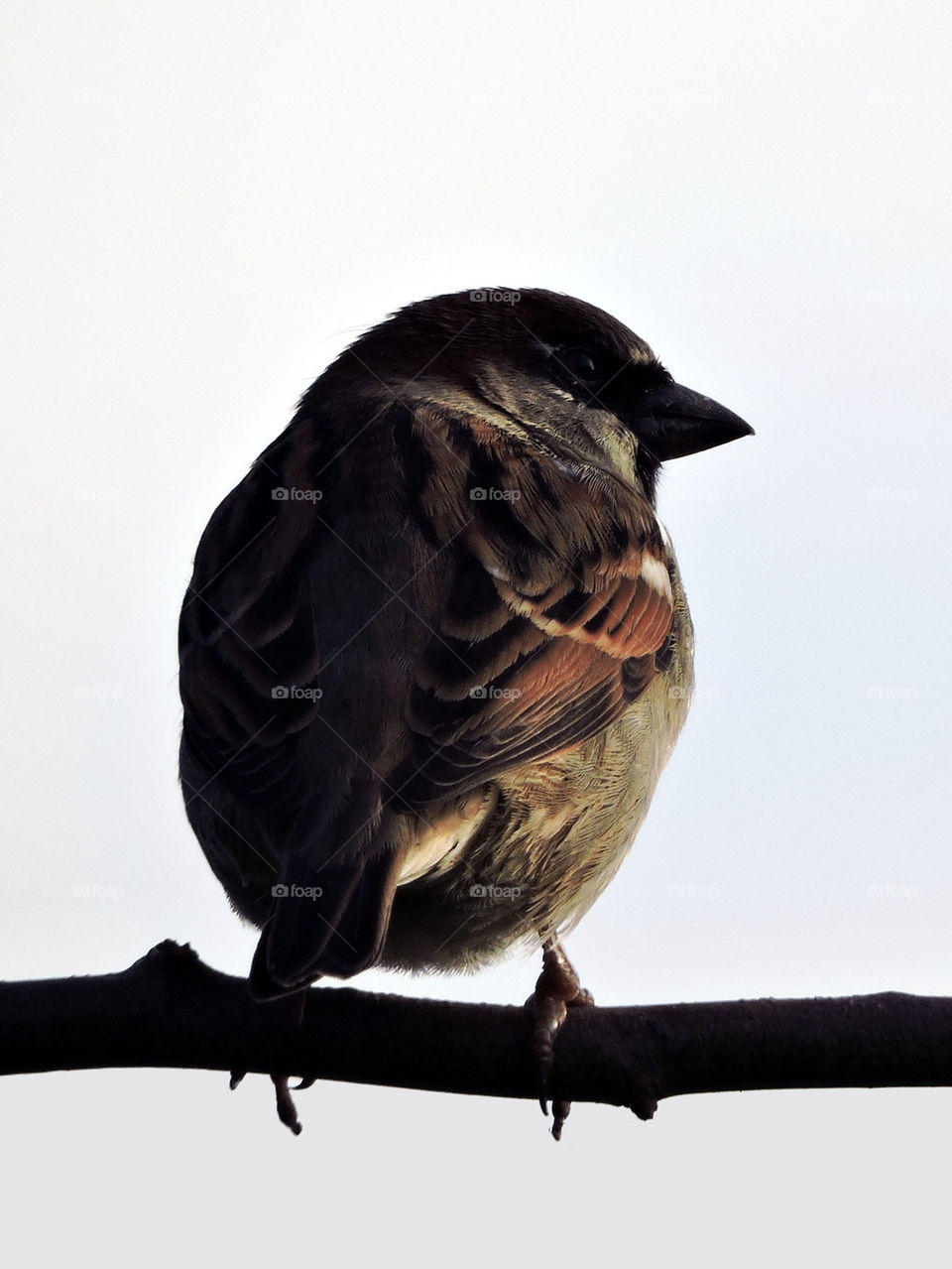 Sparrow