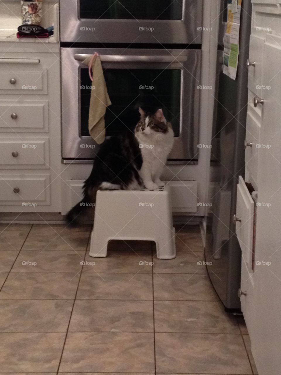 Cat on Stool. Cute cat on stool