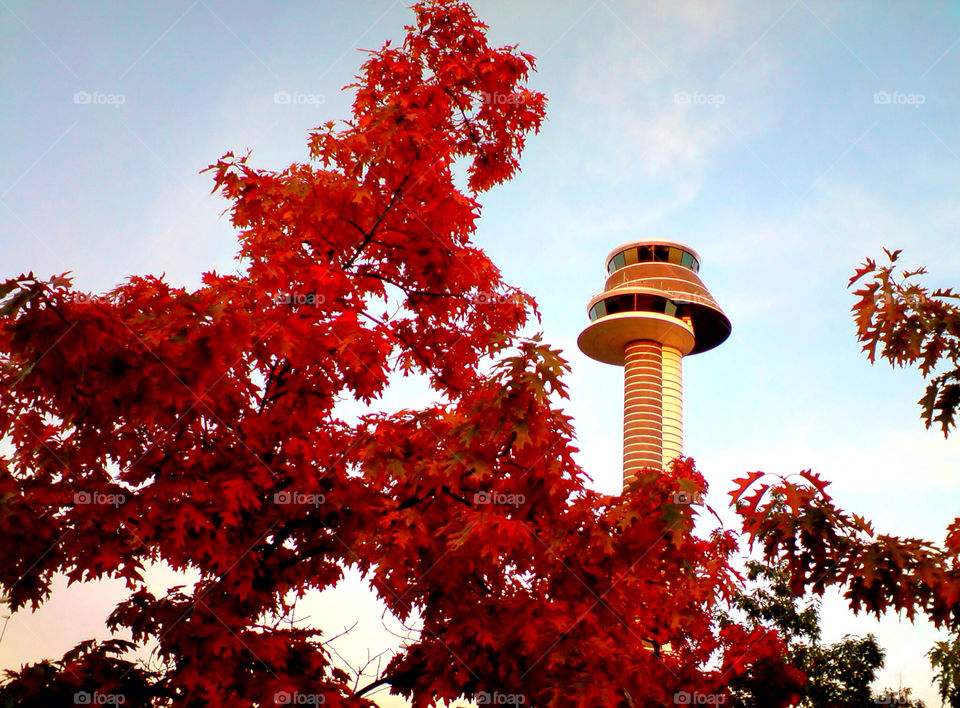 red leaves fall air by mickbert